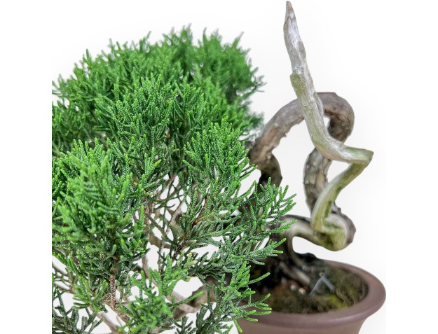 Bonsai shohin di Juniperus chinensis - Ginepro %separator% %category% 2
