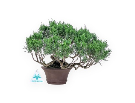 Bonsai shohin di Juniperus chinensis - Ginepro %separator% %category%