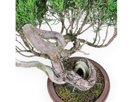 Bonsai shohin di Juniperus chinensis - Ginepro %separator% %category%