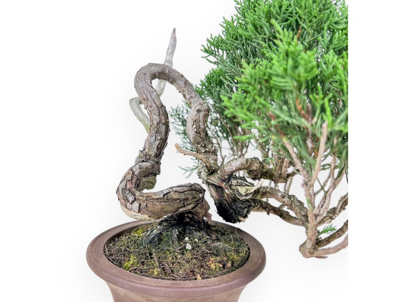 Shohin bonsai of Juniperus chinensis - Juniper %separator% %category%