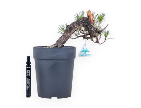 Pinus thunbergii bonsai – Black pine %separator% %category%