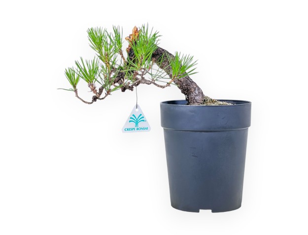 Bonsai aus Pinus thunbergii – Schwarzkiefer %separator% %category%