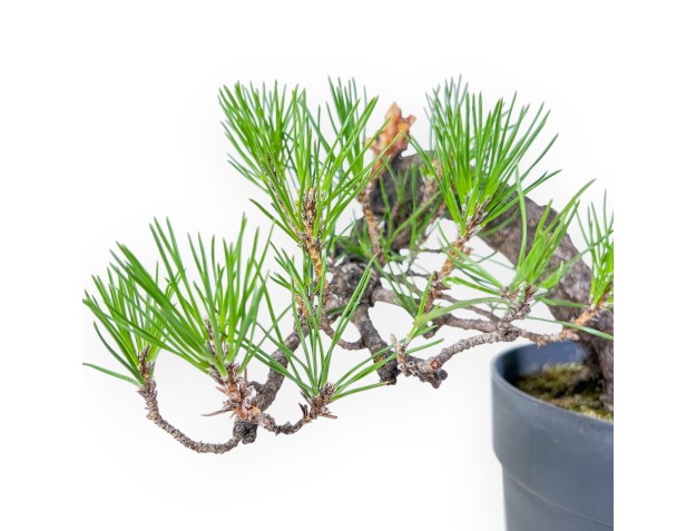 Bonsai aus Pinus thunbergii – Schwarzkiefer %separator% %category% 2