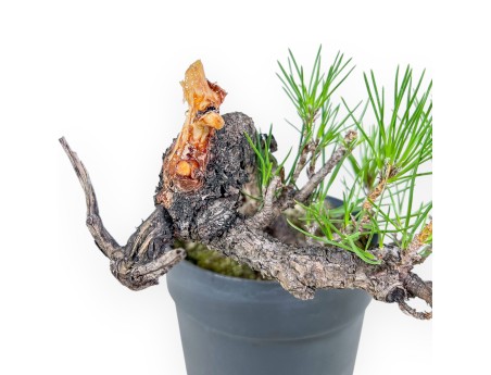 Pinus thunbergii bonsai – Black pine %separator% %category%