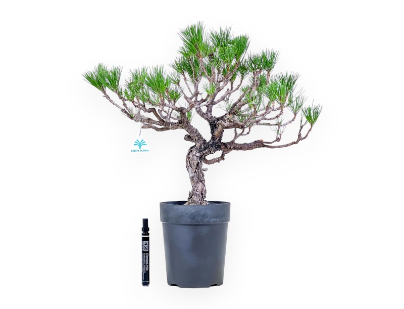 Pinus thunbergii bonsai – Black pine %separator% %category%