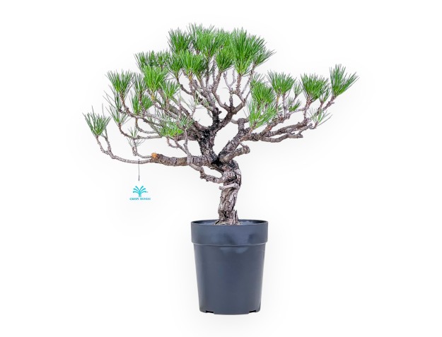 Bonsai aus Pinus thunbergii – Schwarzkiefer %separator% %category%