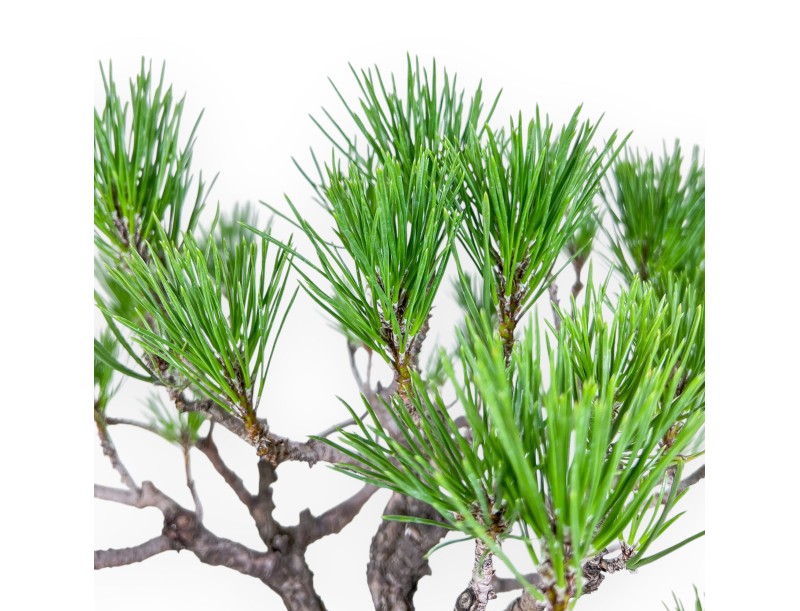 Pinus thunbergii bonsai – Black pine %separator% %category%