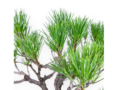 Pinus thunbergii bonsai – Black pine %separator% %category%