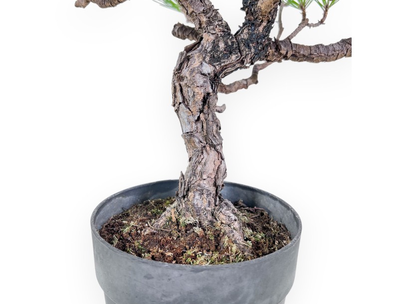 Bonsaï de Pinus thunbergii - Pin noir %separator% %category%