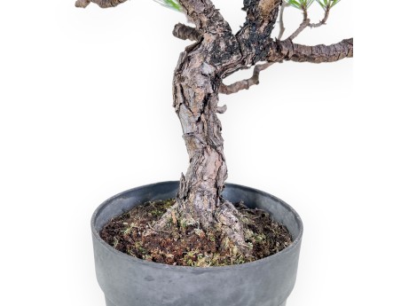 Bonsaï de Pinus thunbergii - Pin noir %separator% %category%
