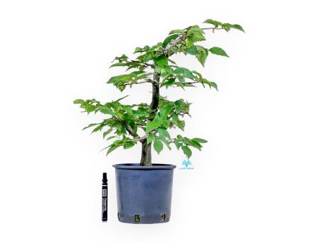 Bonsai aus Carpinus betulus – Hainbuche %separator% %category%