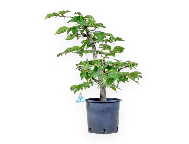 Bonsaï de Carpinus betulus - Charme %separator% %category%