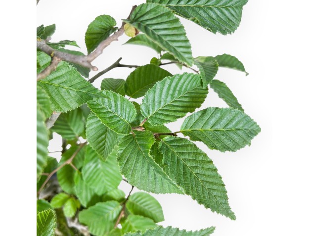 Carpinus betulus bonsai - Hornbeam %separator% %category% 2