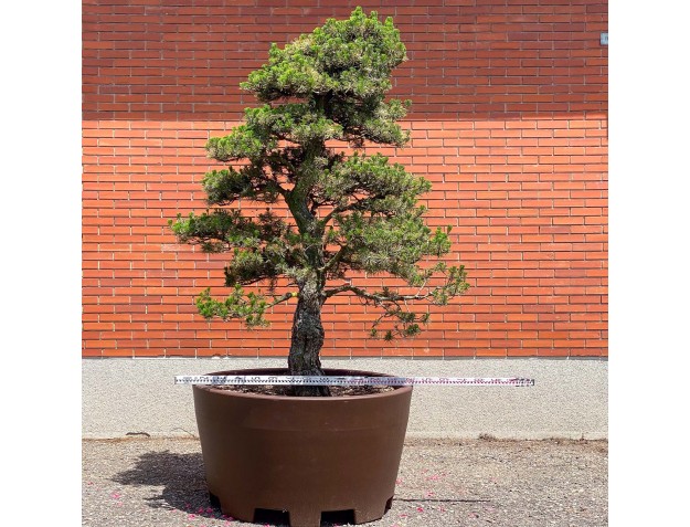Pinus thunbergii kotobuki - Pino negro %separator% %category% 2
