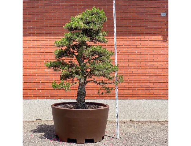 Pinus thunbergii kotobuki – Schwarzkiefer %separator% %category%
