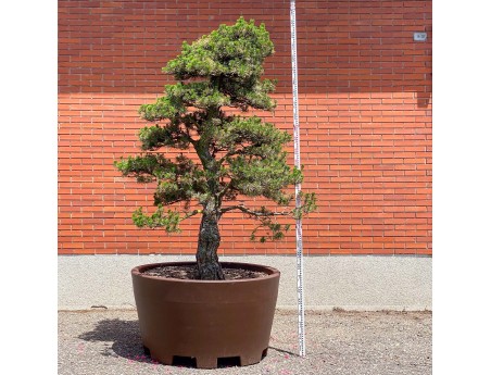 Pinus thunbergii kotobuki – Schwarzkiefer %separator% %category%