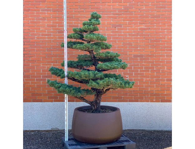 Pinus pentaphylla %separator% %category%