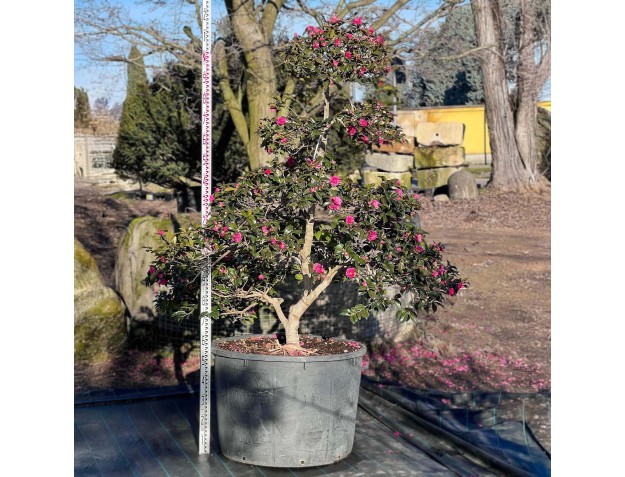 Camellia sasanqua - Camelia %separator% %category%