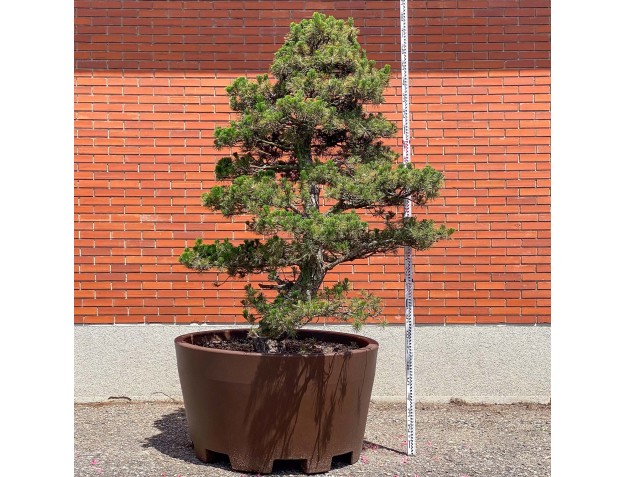 Pinus thunbergii kotobuki - Zwarte den %separator% %category%