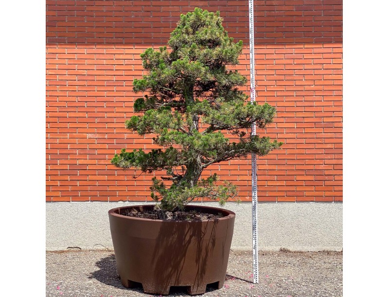 Pinus thunbergii kotobuki - Zwarte den %separator% %category%