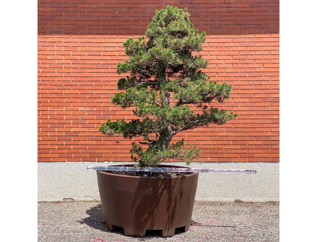 Pinus thunbergii kotobuki - Zwarte den %separator% %category% 2