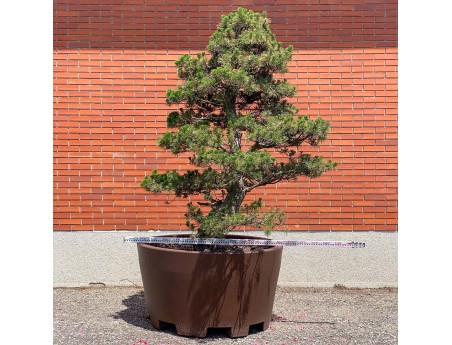 Pinus thunbergii kotobuki – Schwarzkiefer %separator% %category%