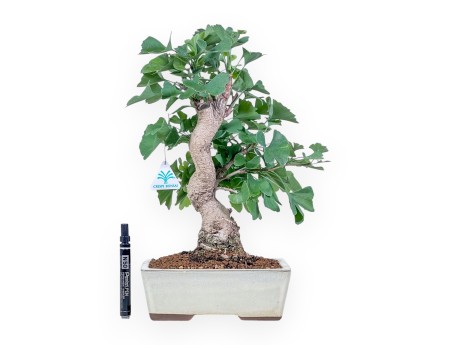 Ginkgo biloba Bonsai %separator% %category%