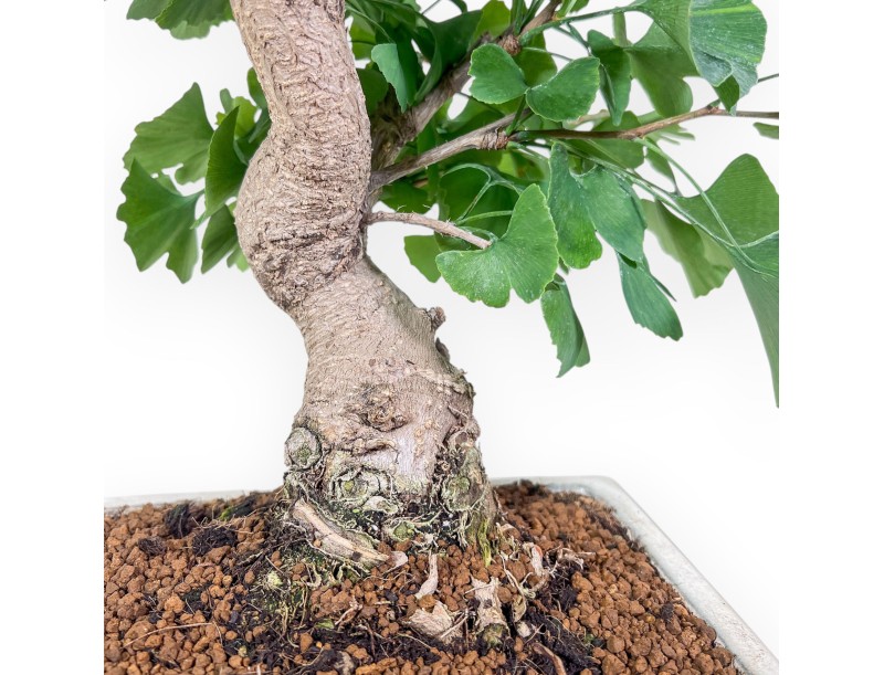 Ginkgo biloba Bonsai %separator% %category%