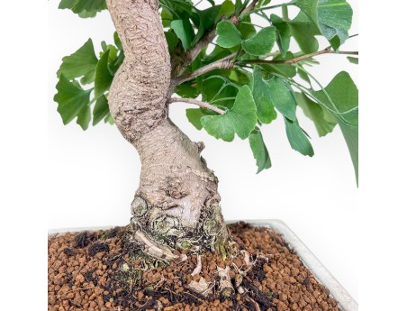 Ginkgo biloba Bonsai %separator% %category%