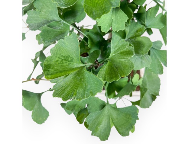 Ginkgo biloba bonsai %separator% %category% 2