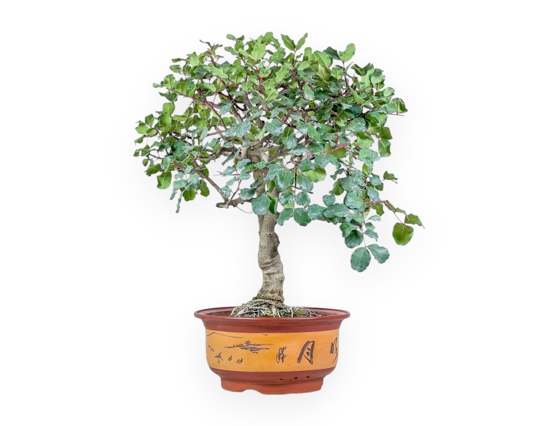 Bonsaï de Ceratonia siliqua - Caroubier %separator% %category% à feuillage persistant