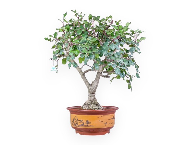 Bonsai aus Ceratonia siliqua – Johannisbrotbaum %separator% %category% immergrün
