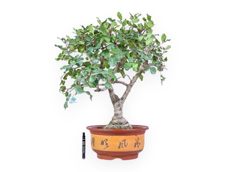 Bonsai aus Ceratonia siliqua – Johannisbrotbaum %separator% %category% immergrün