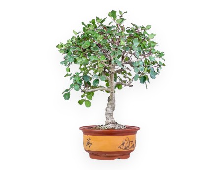 Bonsái de Ceratonia siliqua - Algarrobo %separator% %category% de hoja perenne