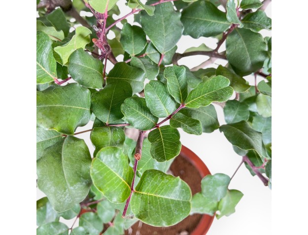 Bonsai aus Ceratonia siliqua – Johannisbrotbaum %separator% %category% immergrün 2