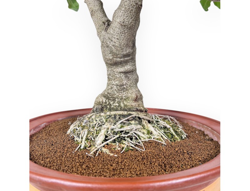 Bonsaï de Ceratonia siliqua - Caroubier %separator% %category% à feuillage persistant