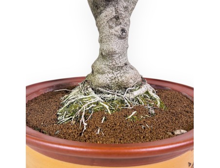 Bonsai aus Ceratonia siliqua – Johannisbrotbaum %separator% %category% immergrün