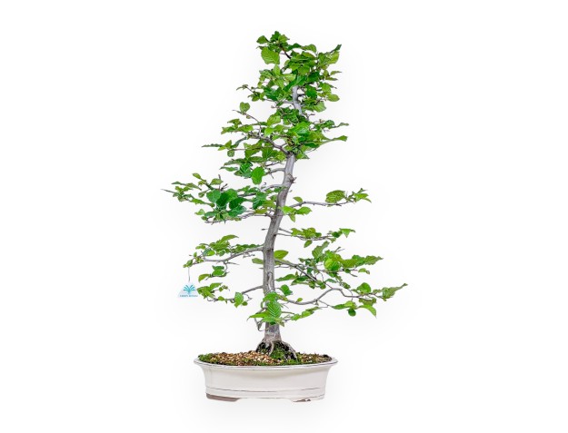 Bonsai van Carpinus orientalis - Haverboom %separator% %category%