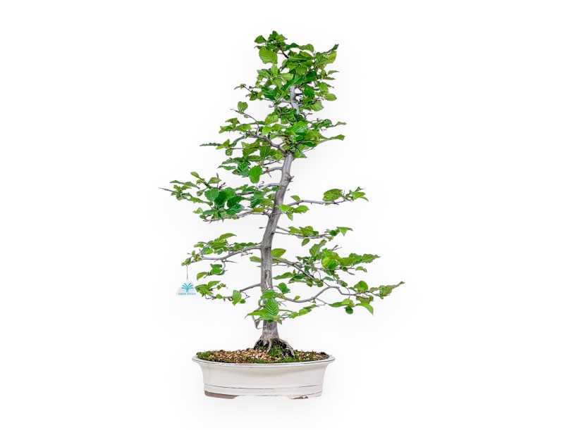 Bonsai van Carpinus orientalis - Haverboom %separator% %category%