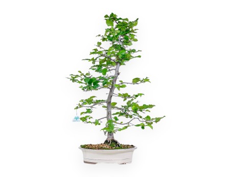 Bonsaï de Carpinus orientalis - Charme %separator% %category%