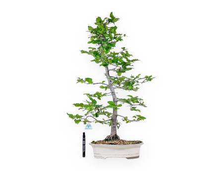 Bonsai van Carpinus orientalis - Haverboom %separator% %category%