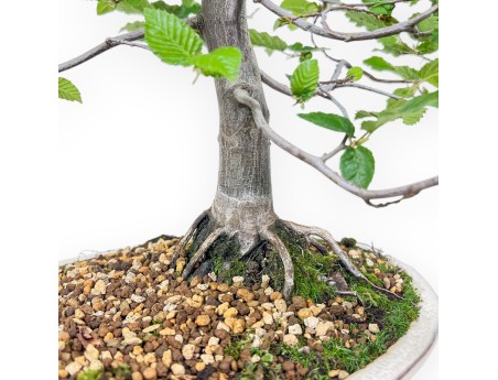 Bonsai van Carpinus orientalis - Haverboom %separator% %category%