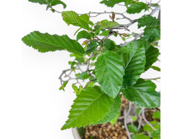 Bonsaï de Carpinus orientalis - Charme %separator% %category% 2