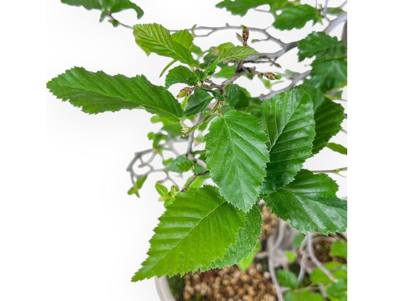Carpinus orientalis bonsai - Hornbeam %separator% %category%