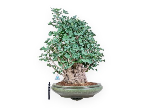 Ginkgo biloba Bonsai %separator% %category%