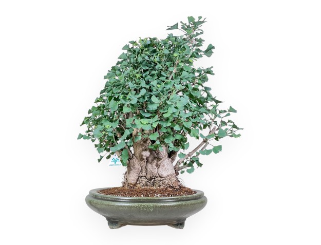 Ginkgo biloba-bonsai %separator% %category%