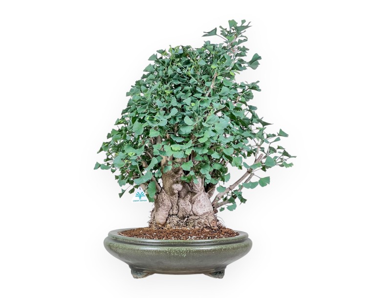Ginkgo biloba Bonsai %separator% %category%