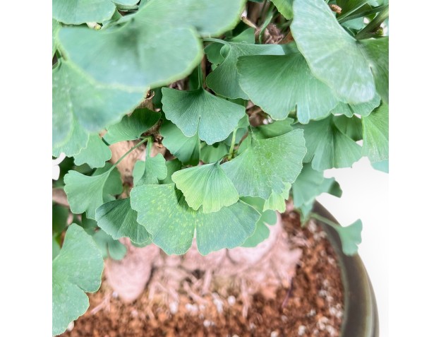 Ginkgo biloba-bonsai %separator% %category% 2