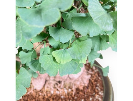 Ginkgo biloba Bonsai %separator% %category%
