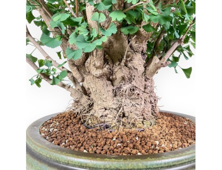 Ginkgo biloba Bonsai %separator% %category%